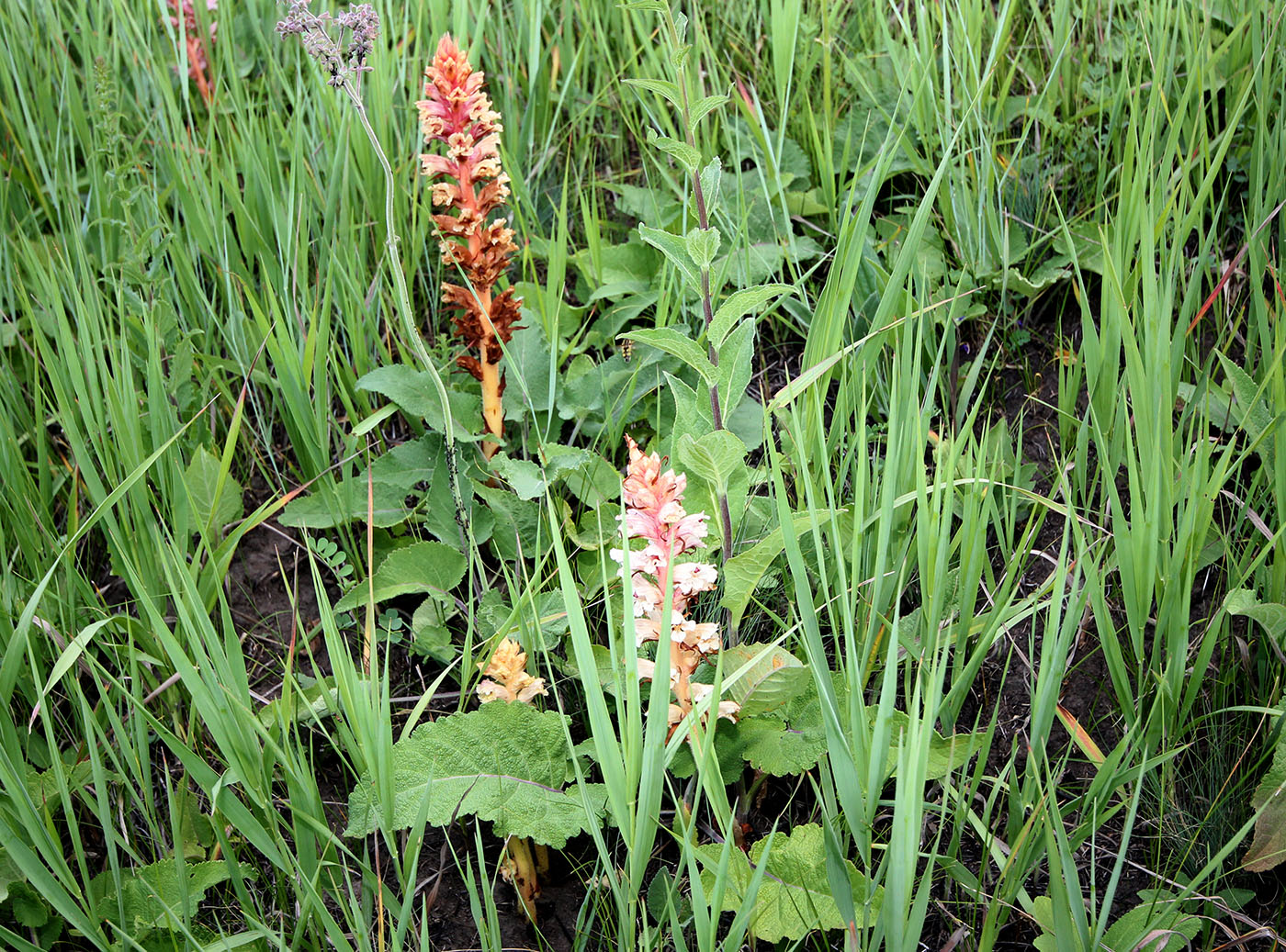 Image of Orobanche alba specimen.