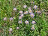 Aster alpinus