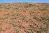 Astragalus schrenkianus. Заросли плодоносящих растений. Узбекистан, Ташкентская обл., Кибрайский р-н, окр. кишлака Майский, склон красной песчаниковой возвышенности, предгорные холмы. 30.05.2015.