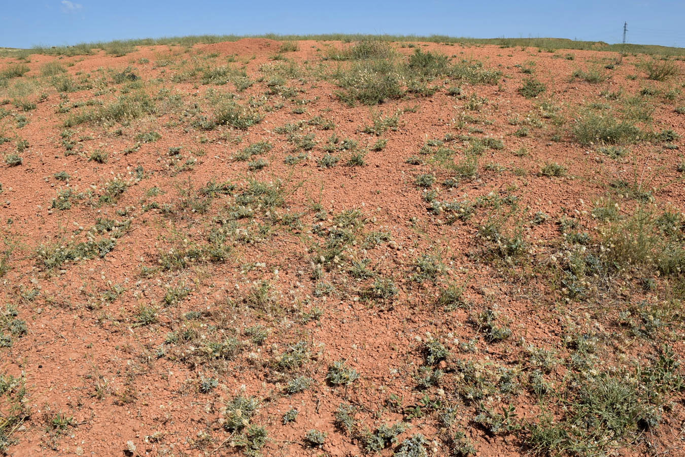 Image of Astragalus schrenkianus specimen.