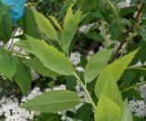 Spiraea crenata