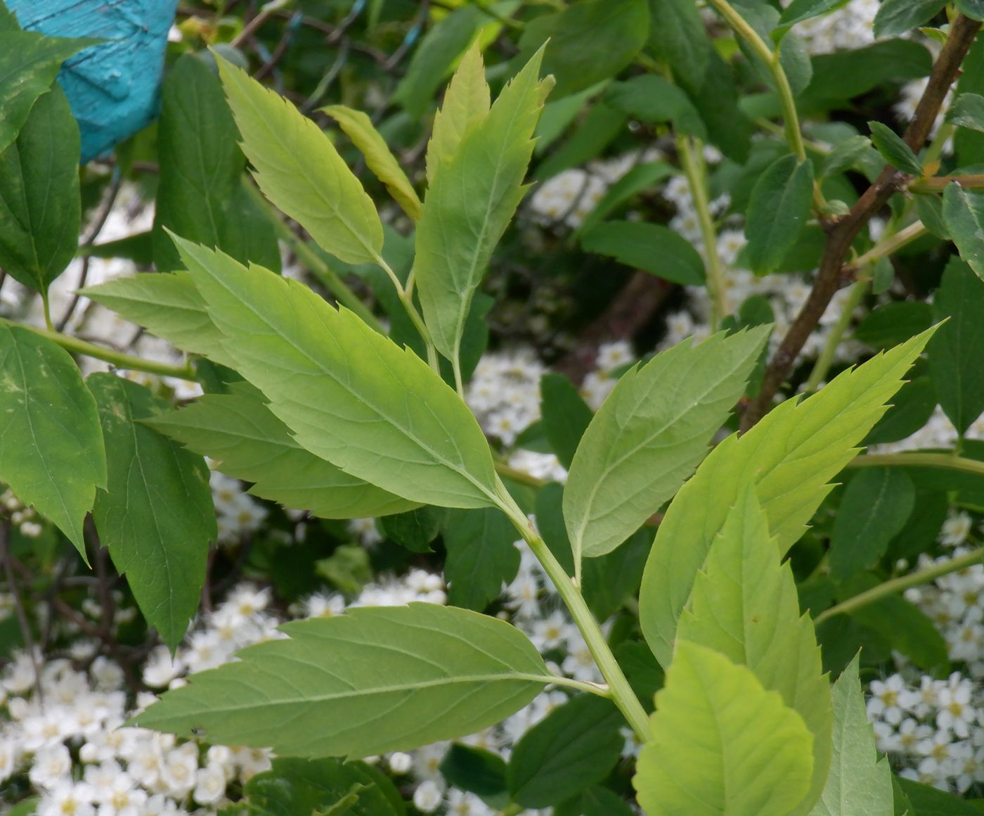 Изображение особи Spiraea chamaedryfolia.