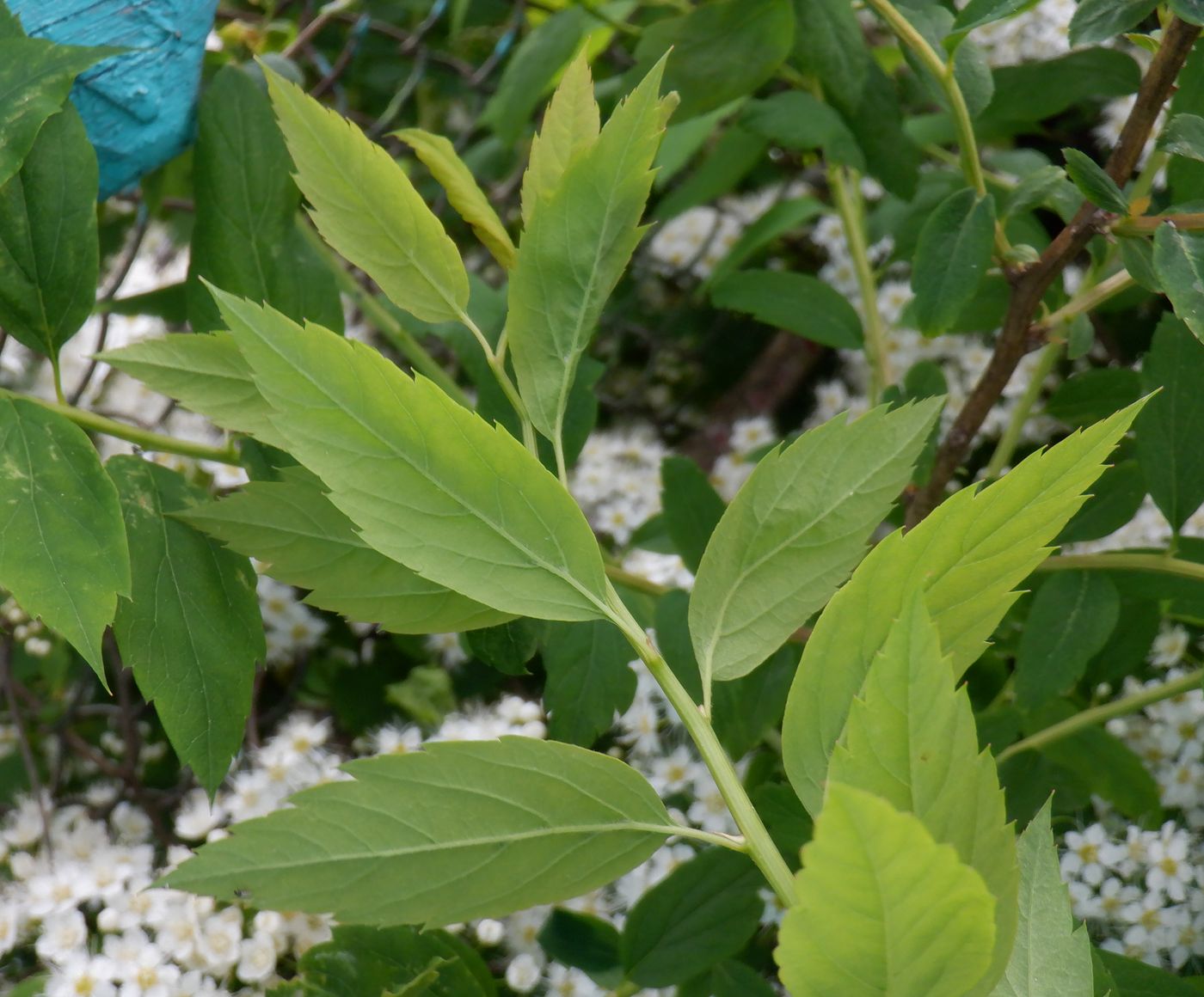 Image of Spiraea crenata specimen.