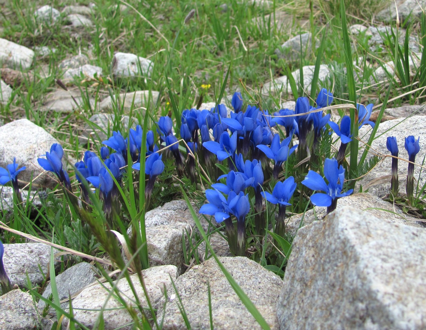 Изображение особи Gentiana angulosa.