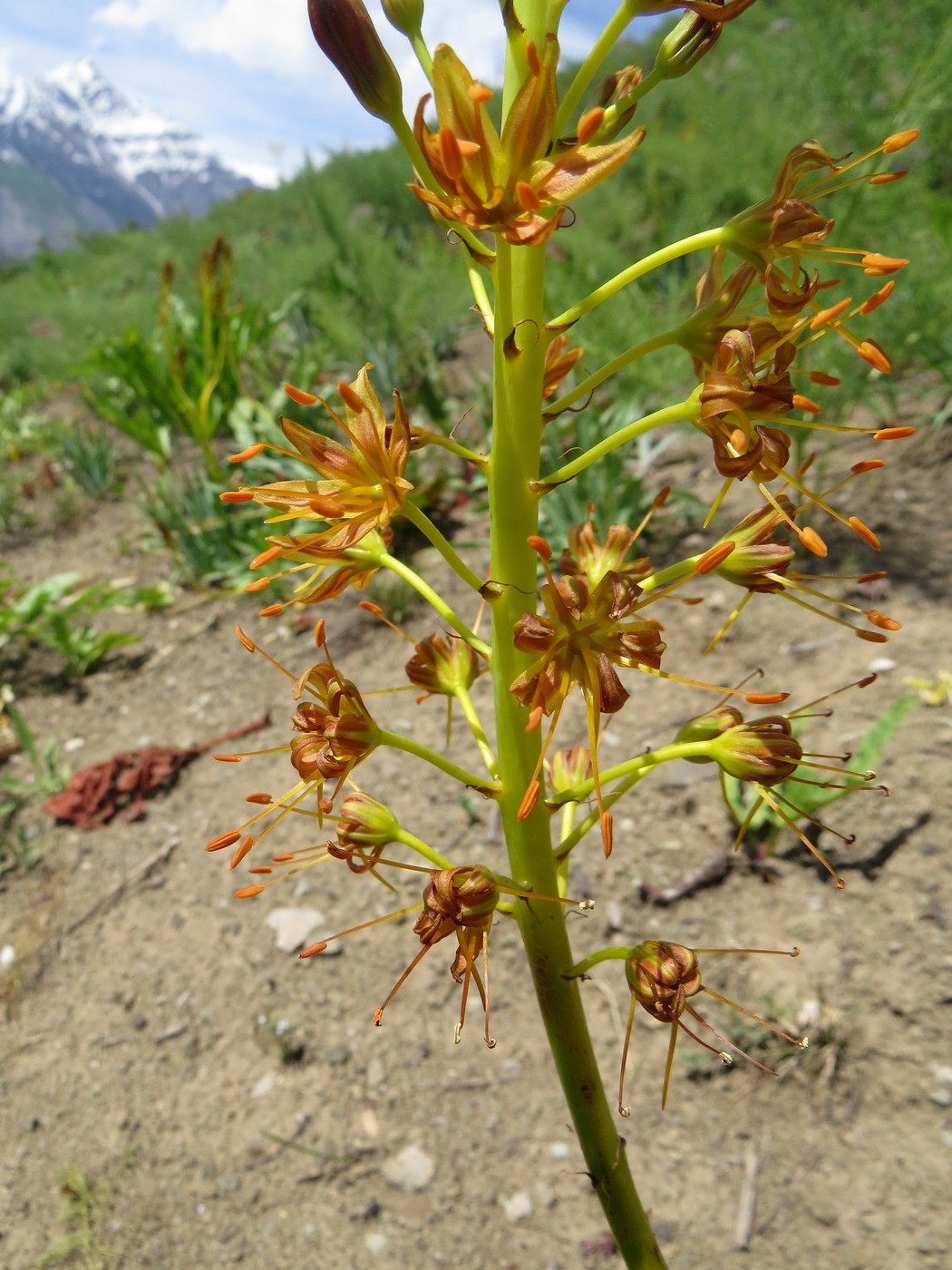 Image of Eremurus korshinskyi specimen.