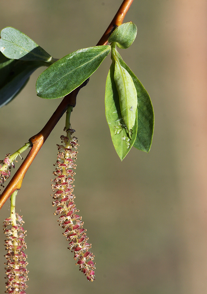 Изображение особи Chosenia arbutifolia.