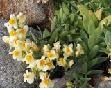 Linaria japonica. Верхушка цветущего растения. Приморье, берег бухты Неприметной, 5,5 км Ю-ЮВ села Милоградово. 13.08.2009.