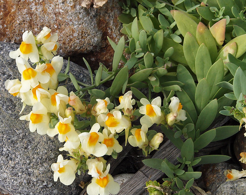 Image of Linaria japonica specimen.