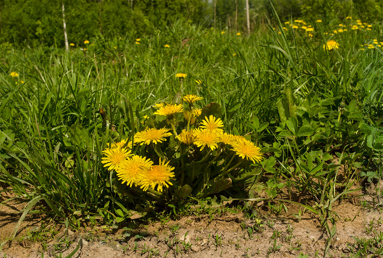 Image of Taraxacum officinale specimen.