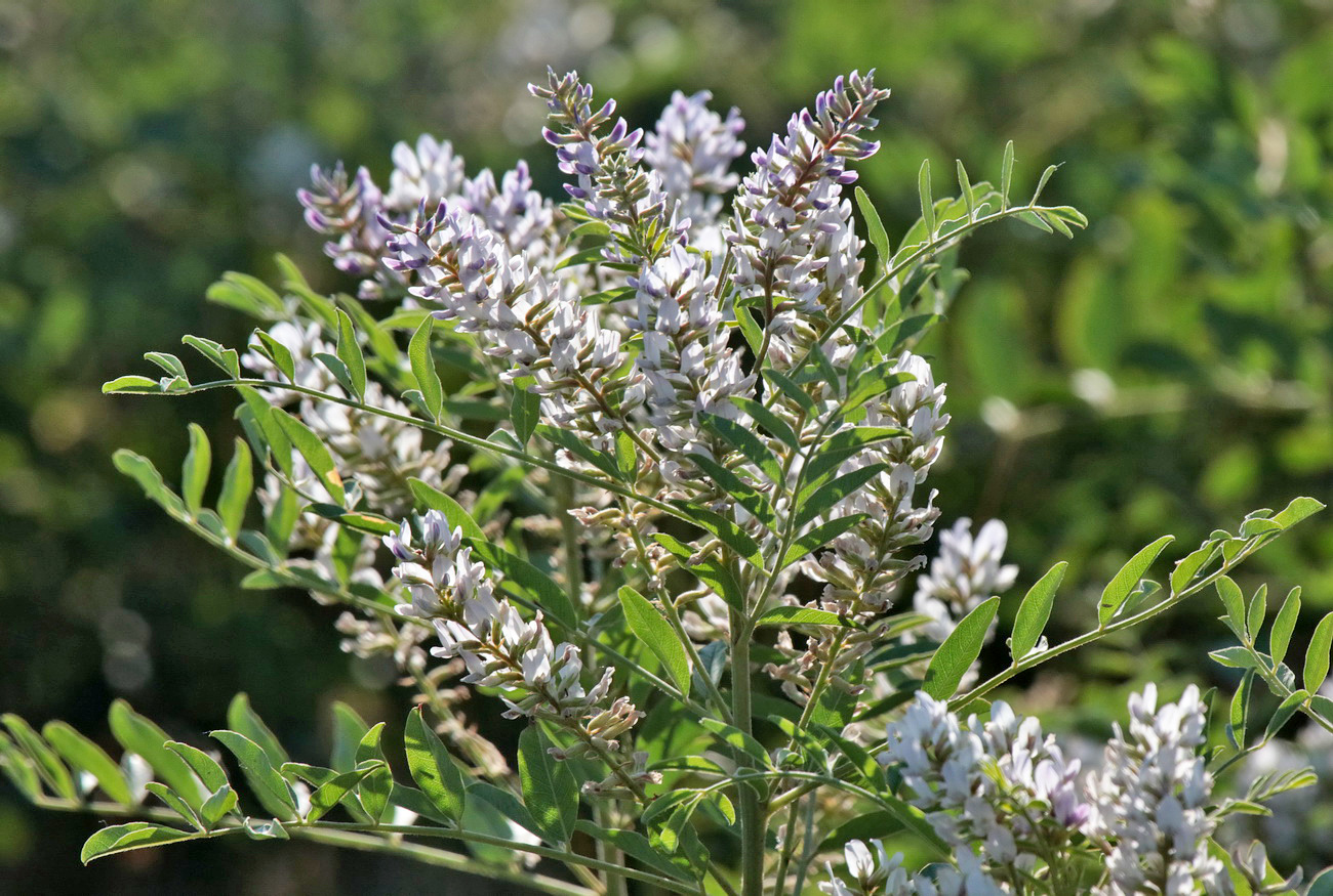 Изображение особи Glycyrrhiza glabra.