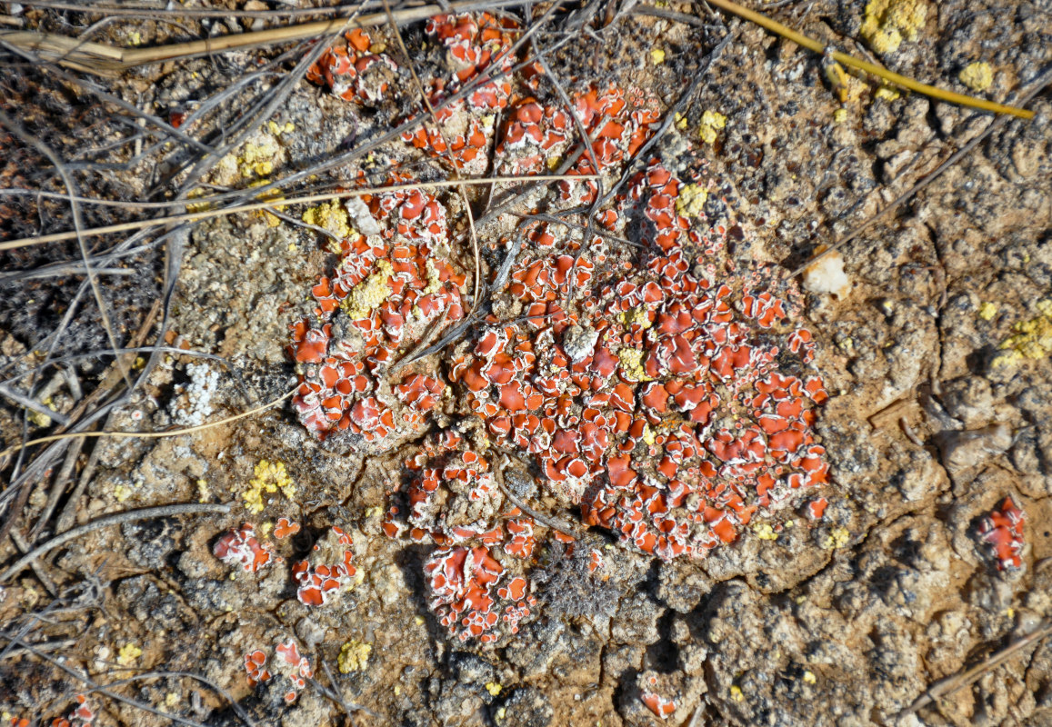 Image of division Ascomycota specimen.