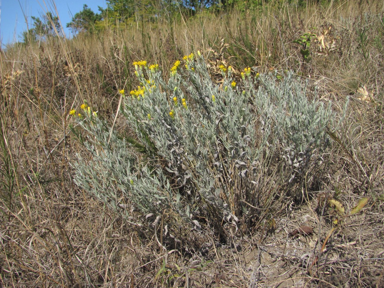 Image of Galatella villosa specimen.