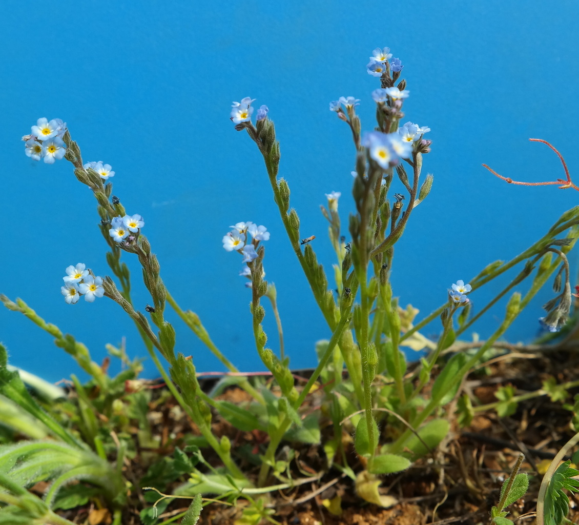 Изображение особи Myosotis incrassata.