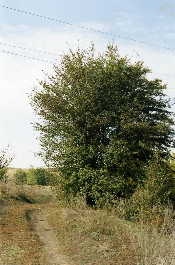 Image of Crataegus leiomonogyna specimen.