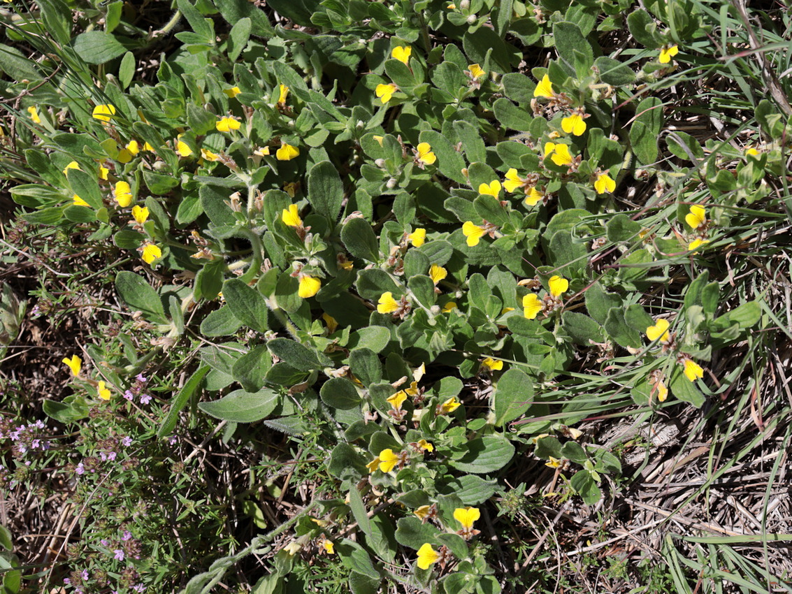 Image of Ajuga salicifolia specimen.