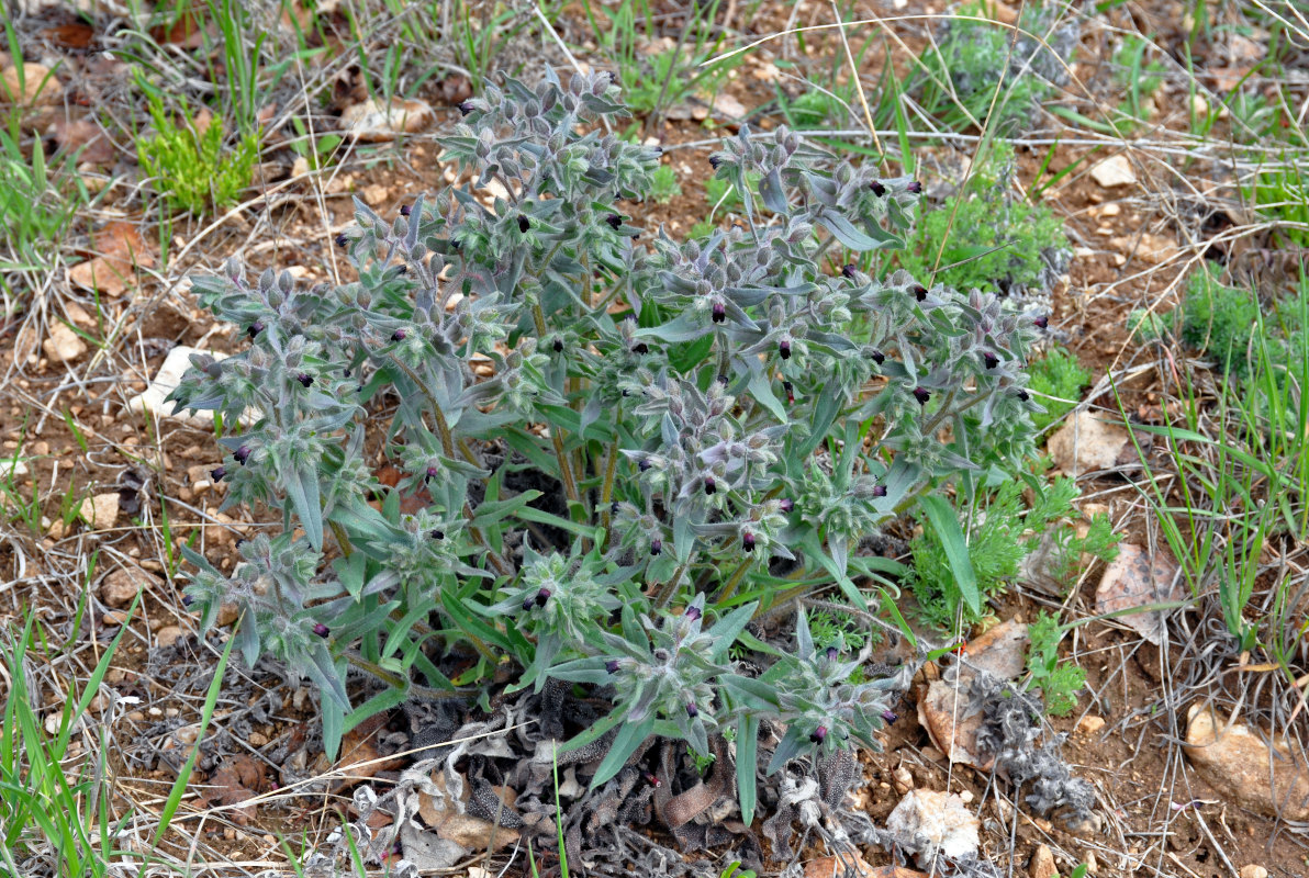 Image of Nonea rossica specimen.