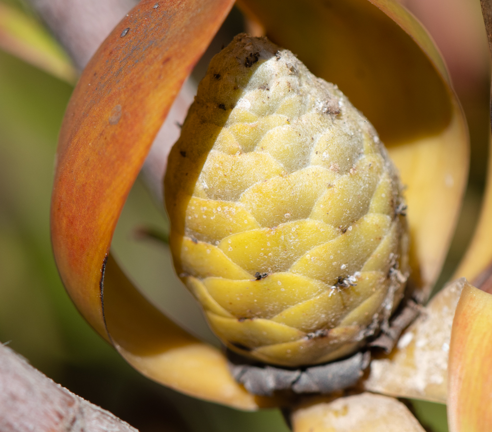 Изображение особи род Leucadendron.