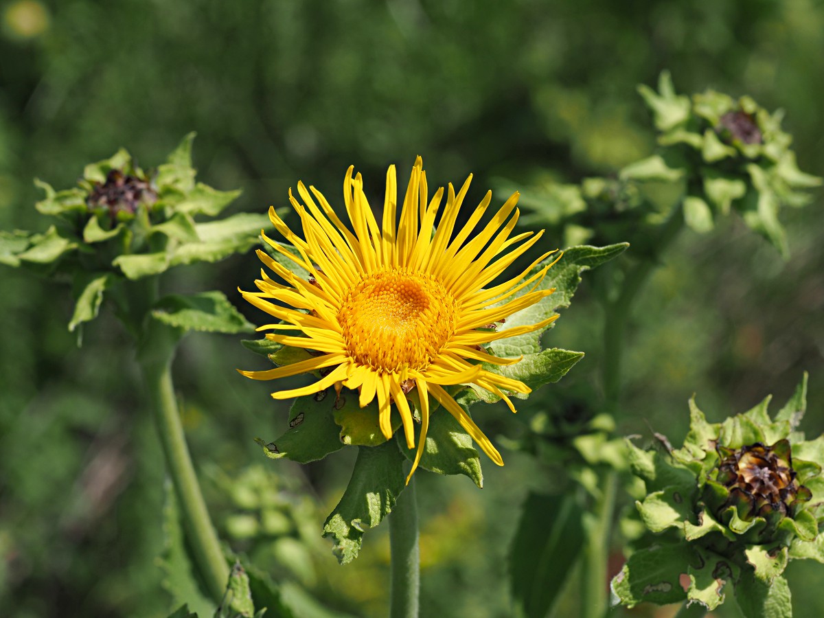 Изображение особи Inula helenium.