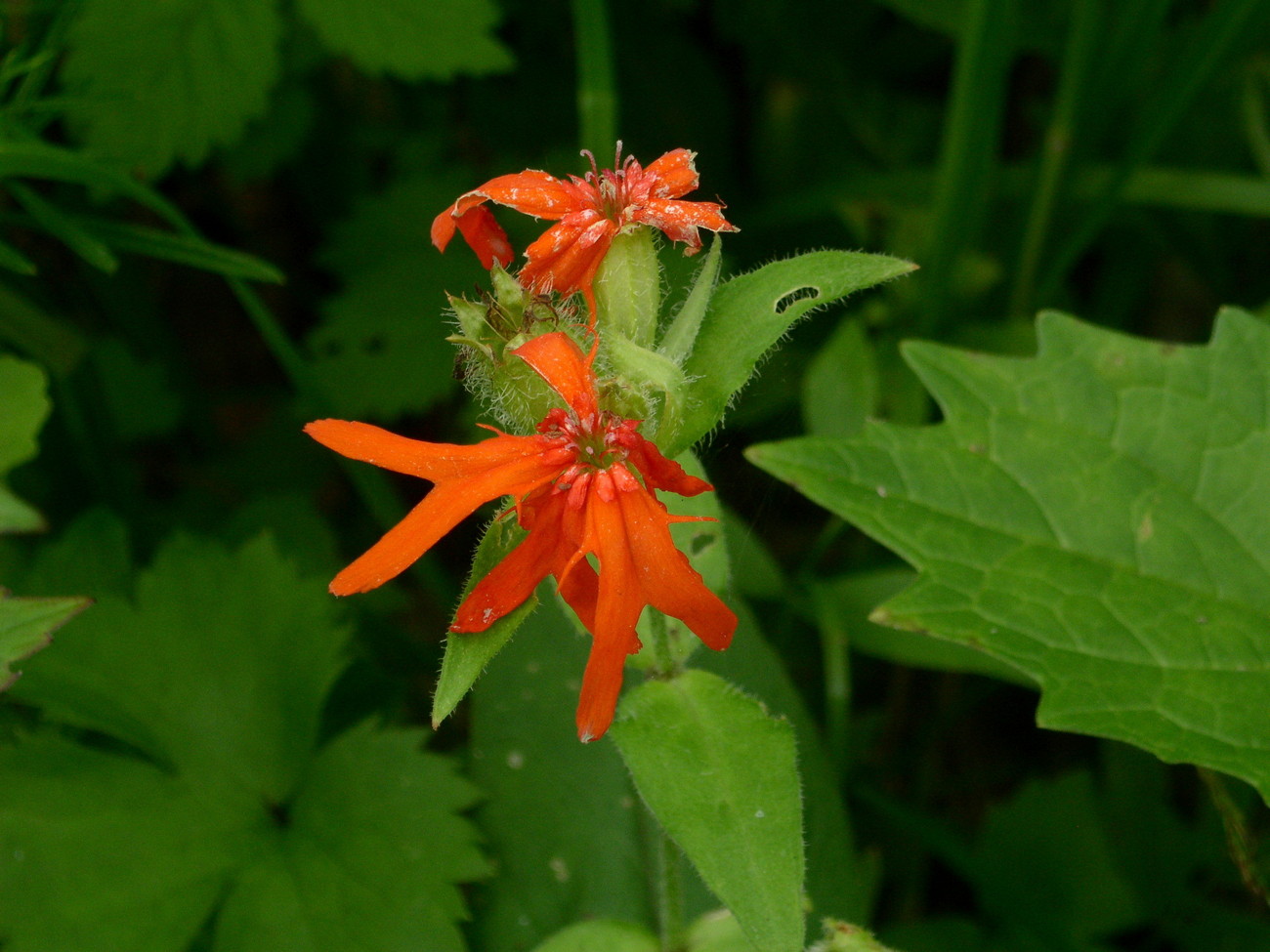 Image of Lychnis fulgens specimen.