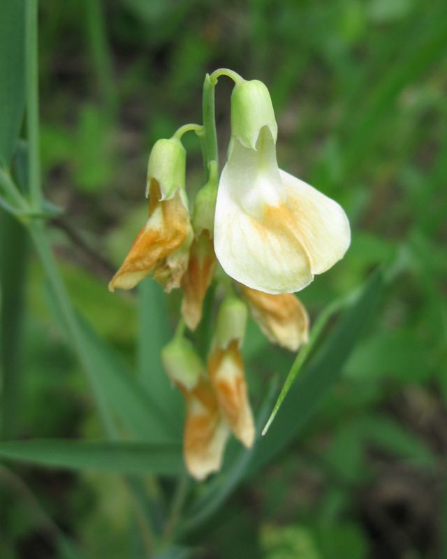 Image of Lathyrus lacaitae specimen.