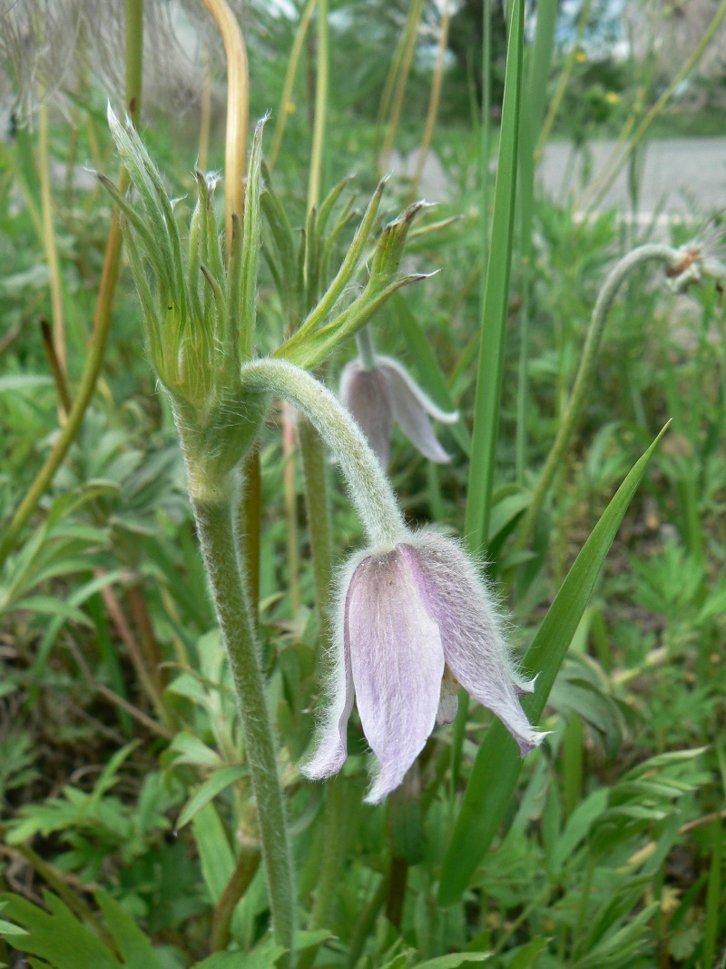 Image of Pulsatilla dahurica specimen.