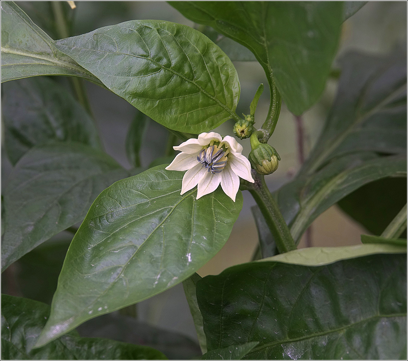 Изображение особи Capsicum annuum.