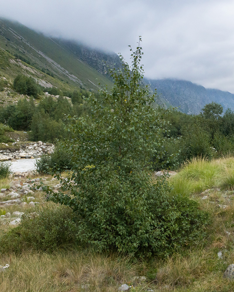 Изображение особи род Betula.