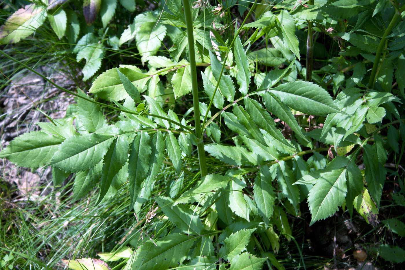 Image of Cephalaria gigantea specimen.