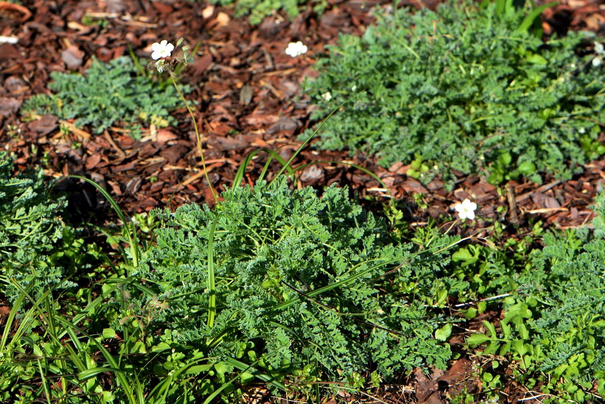 Image of Erodium chrysanthum specimen.