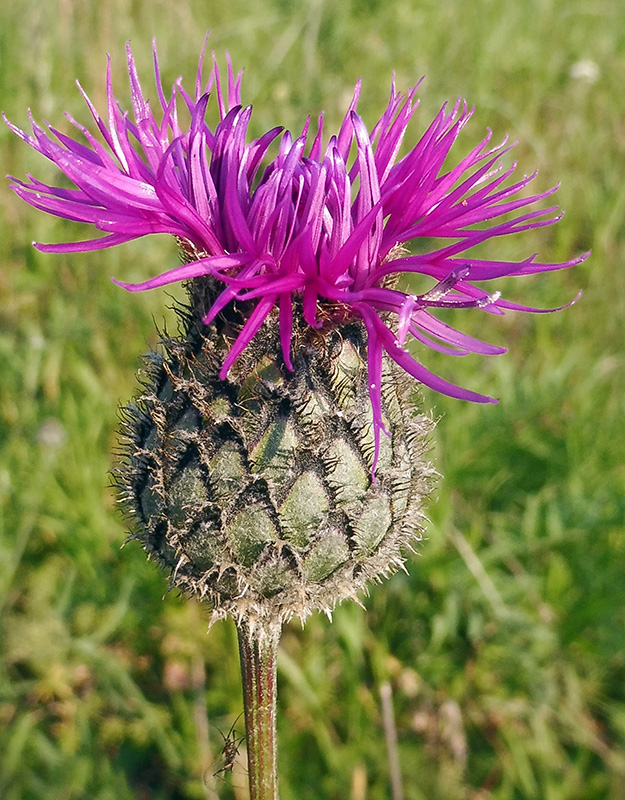 Image of Centaurea scabiosa specimen.