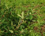 Lonicera edulis