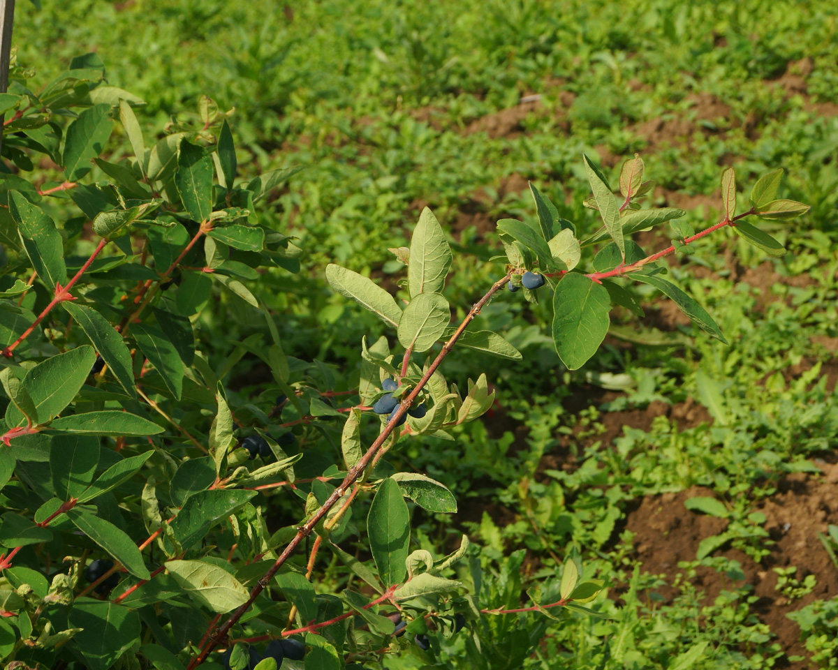 Image of Lonicera edulis specimen.