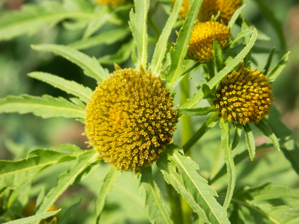 Изображение особи Bidens radiata.