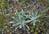 Echinops humilis. Расцветающее и вегетирующее растения. Алтай, Кош-Агачский р-н, устье р. Тыдтугем, сухой склон. 01.07.2021.