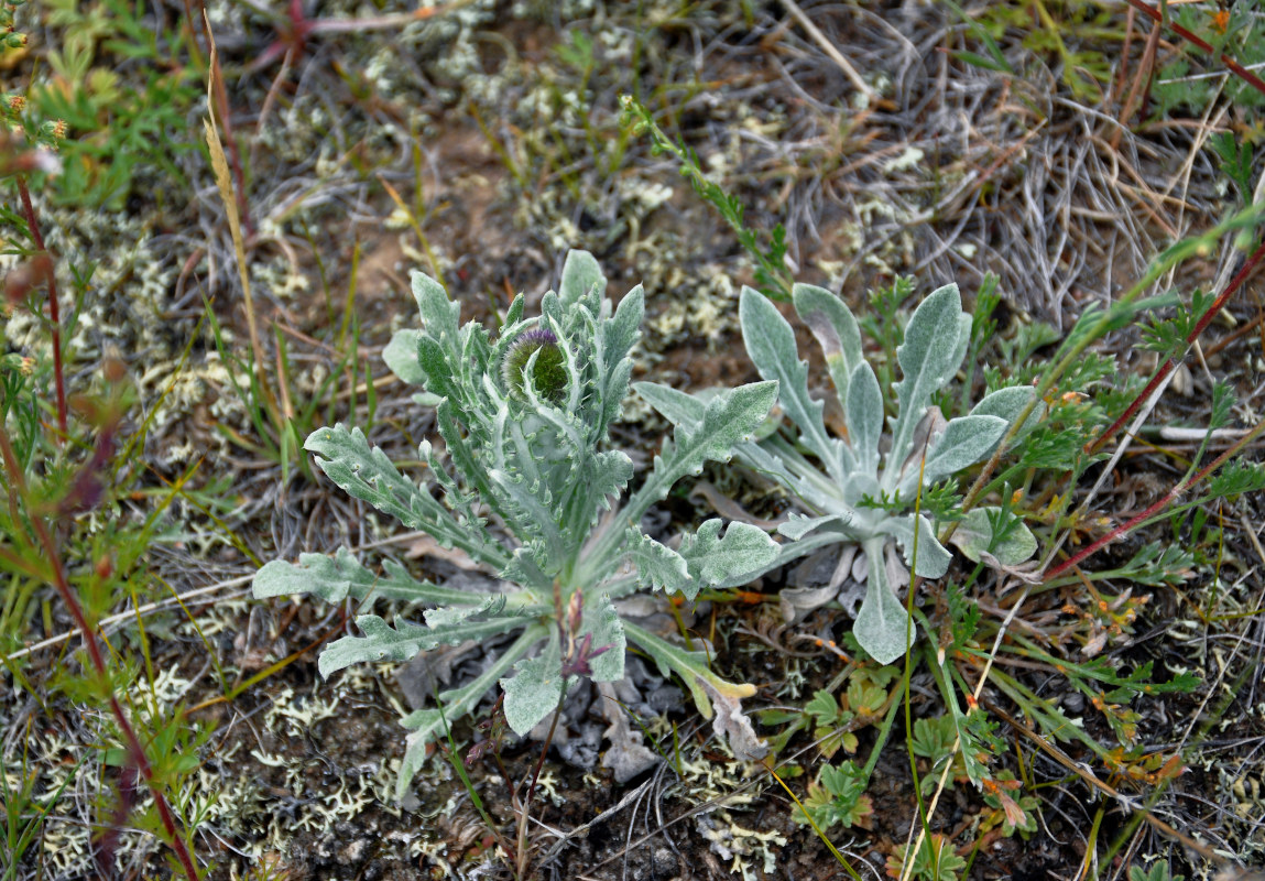 Изображение особи Echinops humilis.