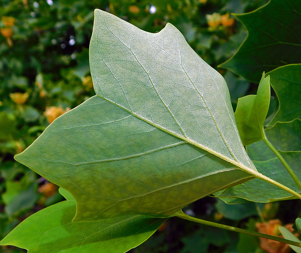 Image of Liriodendron tulipifera specimen.