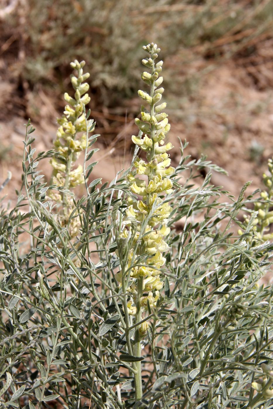 Image of Goebelia pachycarpa specimen.