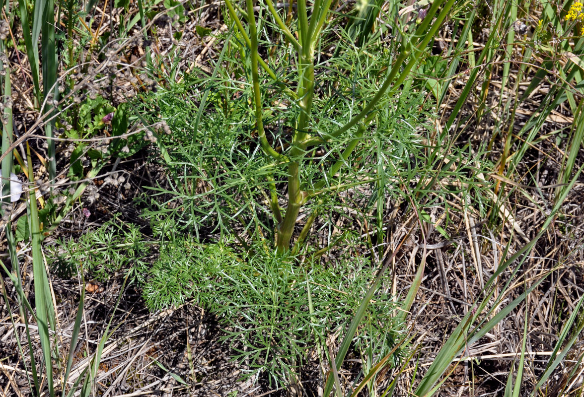 Изображение особи Kitagawia baicalensis.