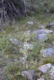 Silene chlorantha