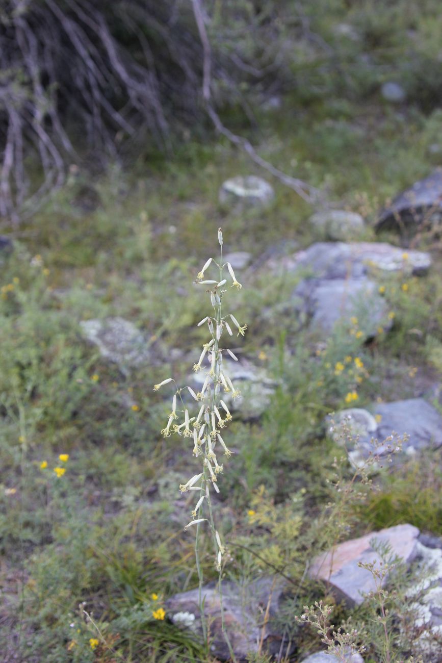 Изображение особи Silene chlorantha.