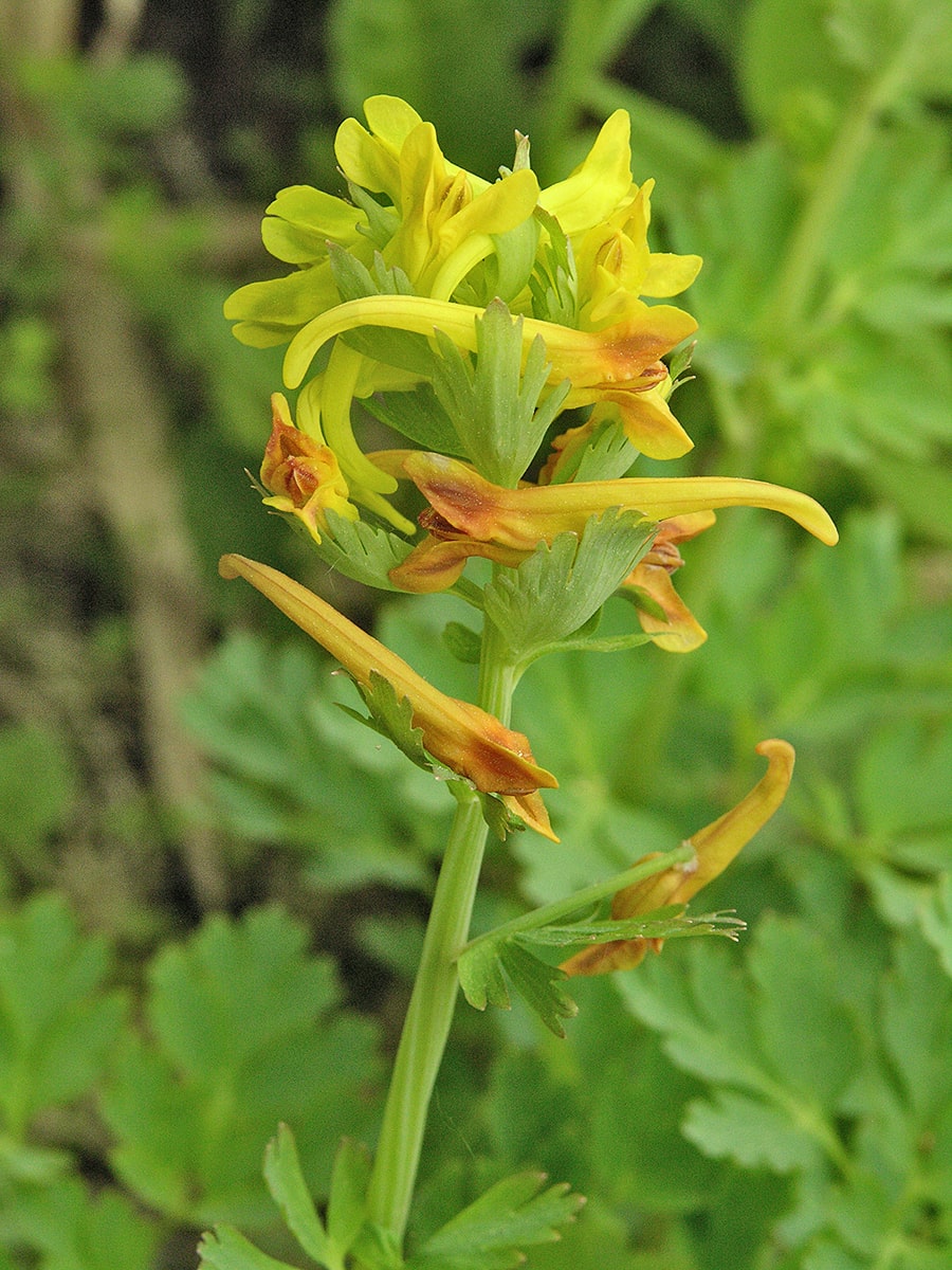 Image of Corydalis ellipticarpa specimen.