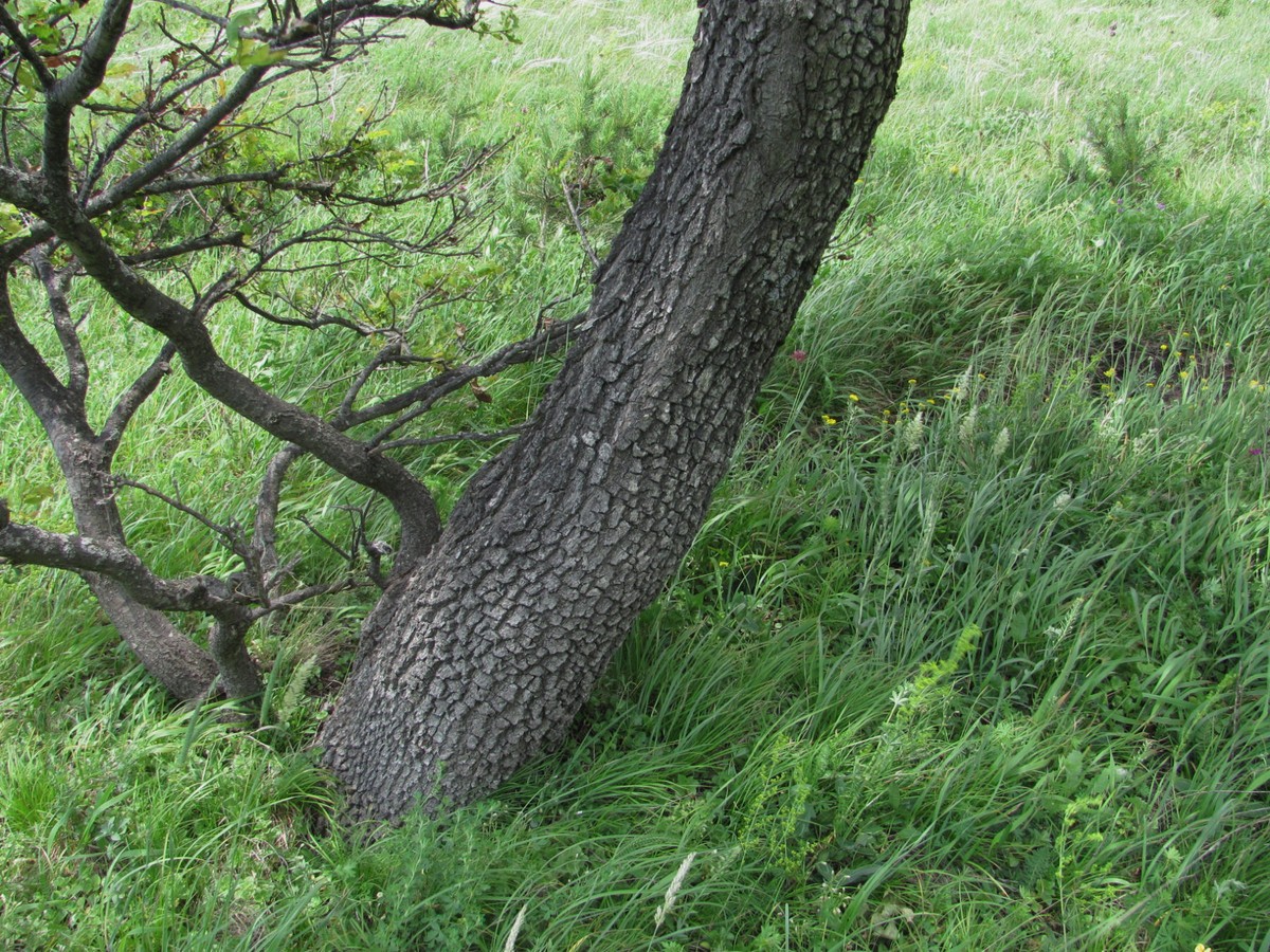 Image of Quercus petraea specimen.