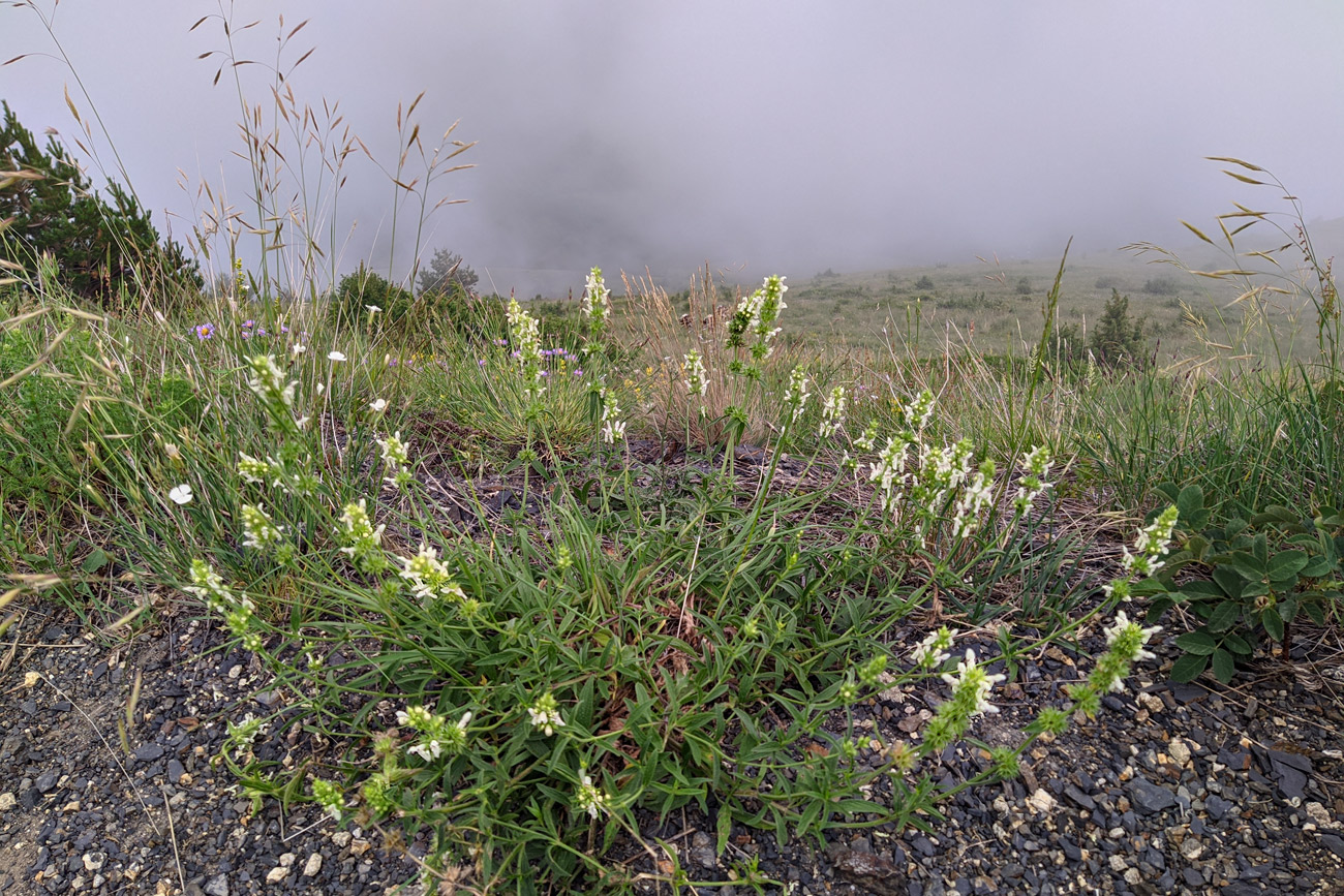 Image of Stachys atherocalyx specimen.