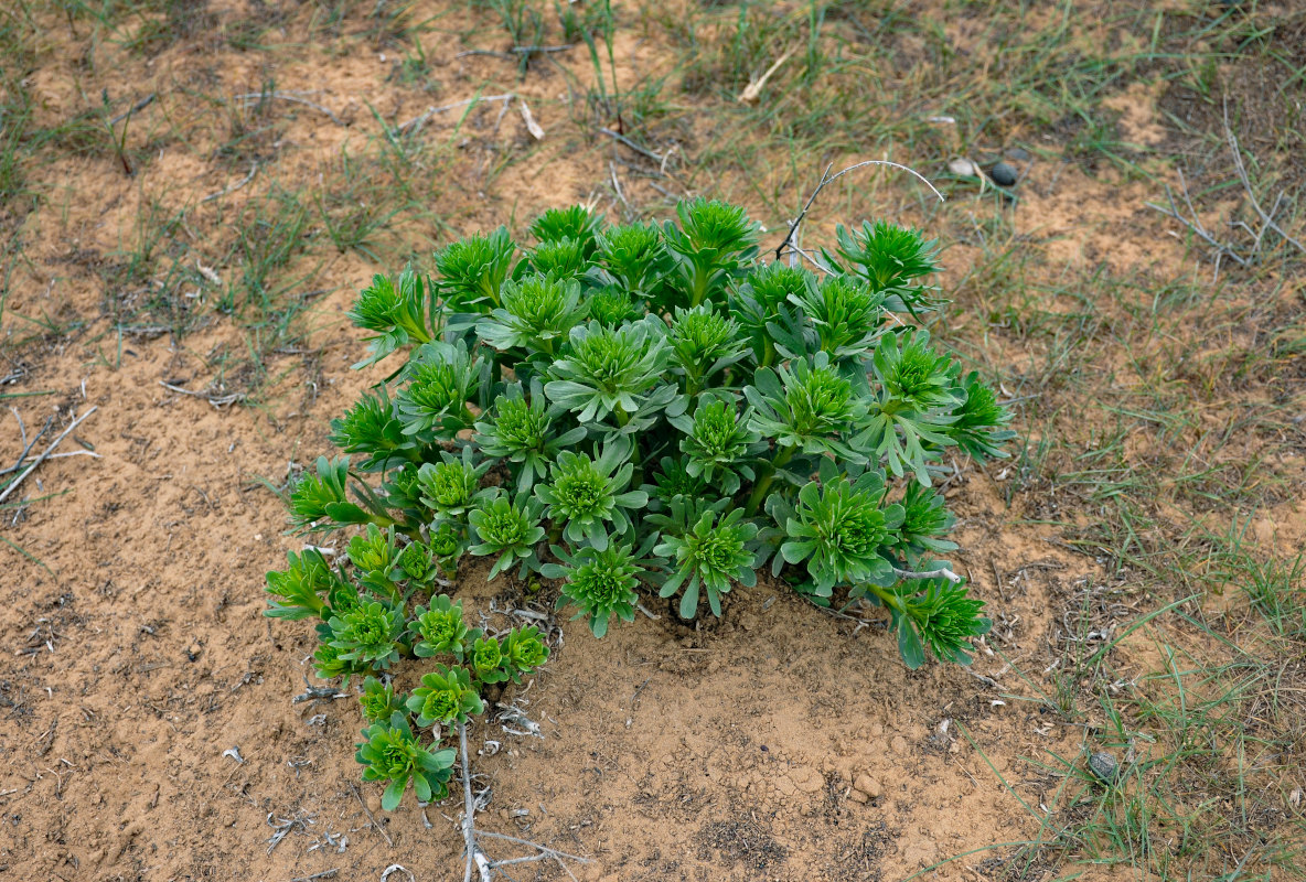 Image of Peganum harmala specimen.