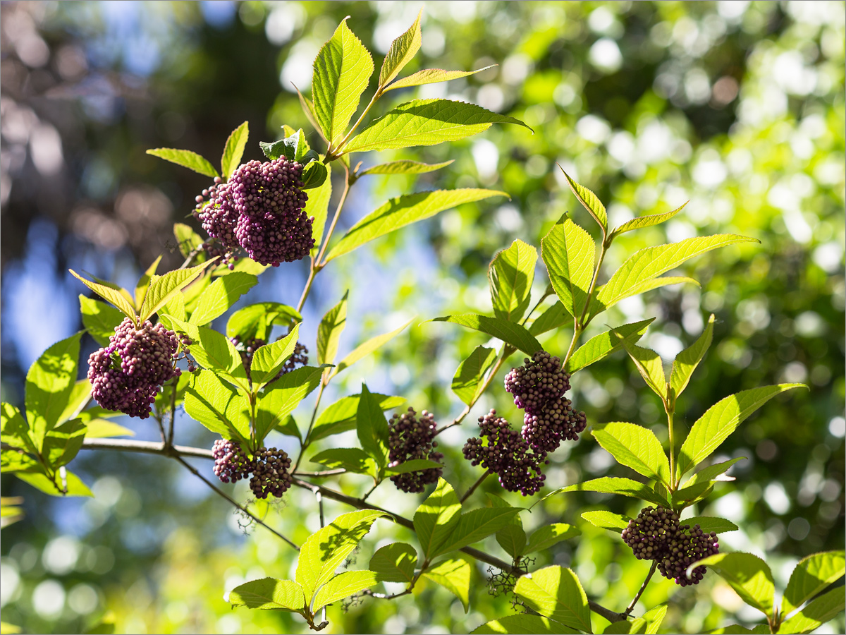 Image of Callicarpa japonica specimen.