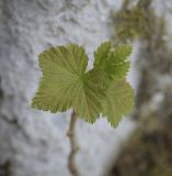 Ribes nigrum