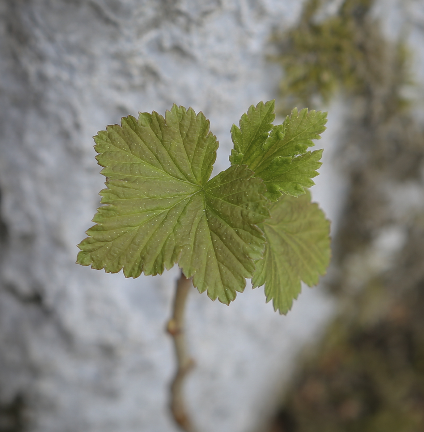 Image of Ribes nigrum specimen.