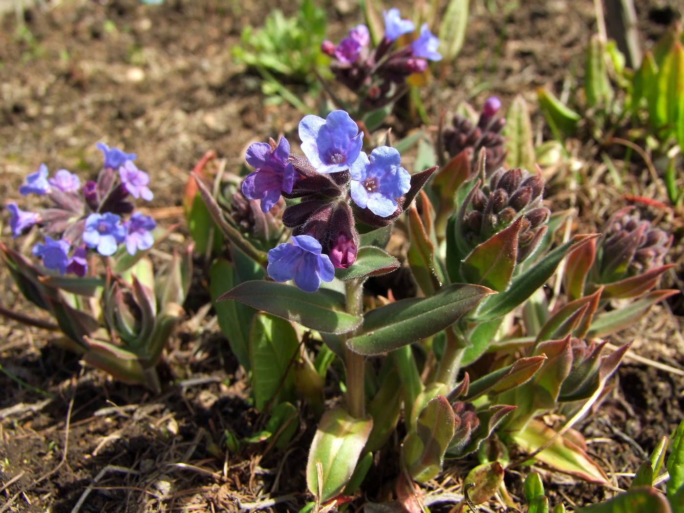 Изображение особи Pulmonaria mollis.