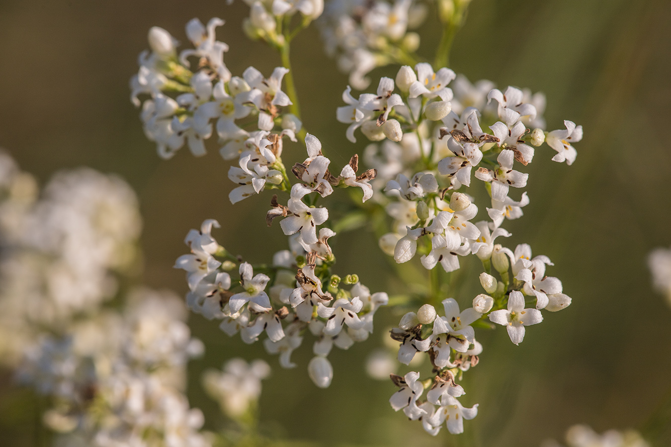 Image of Galium octonarium specimen.