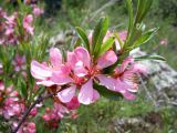 Amygdalus nana